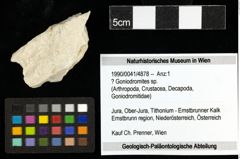Foto (Objekt + Etiketten) von ? Goniodromites sp. 